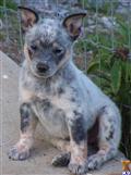 Australian Cattle Dog
